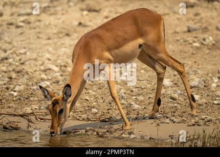 Weibliche Gemeine Impala (Aepyceros melampus) trinkt aus dem Fluss im Chobe-Nationalpark; Chobe, Botswana Stockfoto