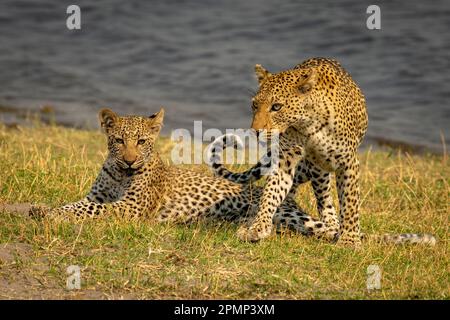 Weibliche Leoparden (Panthera pardus) klettern über Jungtiere, die am Ufer des Chobe National Park liegen; Chobe, Botswana Stockfoto