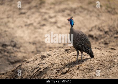 Helm-Guineafuhu (Numida meleagris) beobachtet die Kamera auf sandigem Boden im Chobe-Nationalpark; Chobe, Botswana Stockfoto