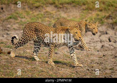 Leoparden (Panthera pardus) Mutter und Jungtier gehen in Schritt im Chobe National Park; Chobe, Botswana Stockfoto