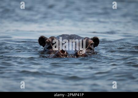 Das Nilpferd starrt direkt vom Fluss aus im Chobe-Nationalpark in Chobe, Botswana Stockfoto