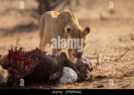 Löwenin (Panthera leo) ist ein Kauen von Büffelschlachtkörpern im Chobe National Park; Chobe, Botswana Stockfoto