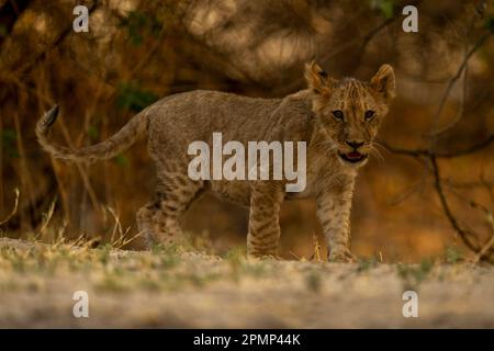 Löwenjunge (Panthera leo) steht auf sandigem Boden und starrt im Chobe National Park; Chobe, Botswana Stockfoto