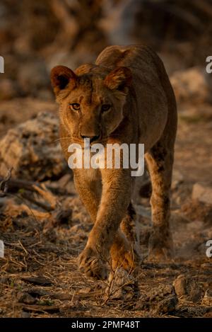 Löwin (Panthera leo) geht in Richtung Kamera auf den felsigen Hügel im Chobe National Park; Chobe, Botswana Stockfoto