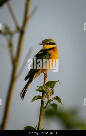 Der kleine Bienenfresser (Merops pusillus) sieht die Kamera von einem dünnen Zweig im Chobe-Nationalpark aus; Chobe, Botswana Stockfoto