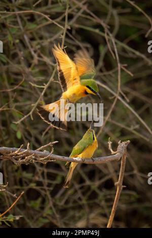 Der kleine Bienenfresser (Merops pusillus) fliegt hinunter, um im Chobe-Nationalpark, Chobe, Botswana, eine andere zu füttern Stockfoto