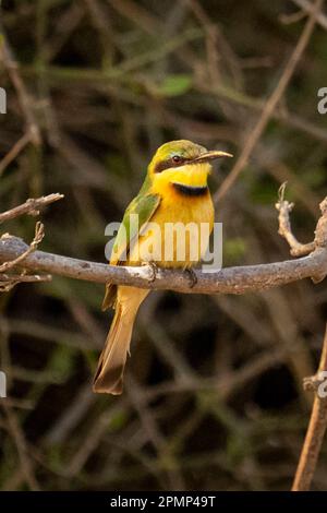 Der kleine Bienenfresser (Merops pusillus) sieht die Kamera von einem dünnen Zweig im Chobe-Nationalpark aus; Chobe, Botswana Stockfoto