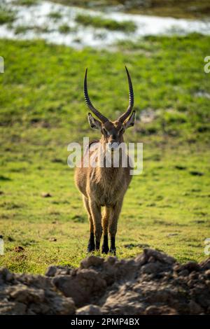 Der männliche Wasserbock (Kobus ellipsiprymnus) steht gegenüber der Kamera im Chobe National Park; Chobe, Botswana Stockfoto