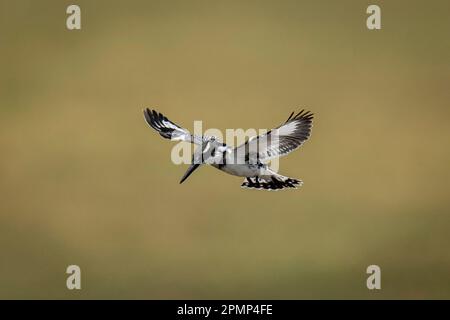 Rattenvogel (Ceryle rudis) schwebt nach Fischen im Chobe National Park; Chobe, Botswana Stockfoto