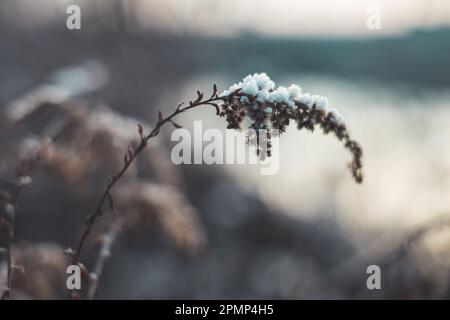 Nahaufnahme einer verwelkten, schneebedeckten Pflanze, die den Kontrast von Leben und Kälte in einer Winterszene zeigt Stockfoto