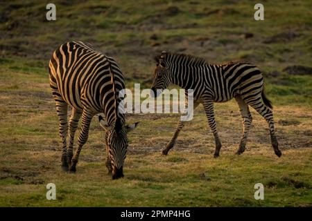 Plains Zebra (Equus quagga) grast auf Gras mit Fohlen im Chobe National Park; Chobe, Botswana Stockfoto