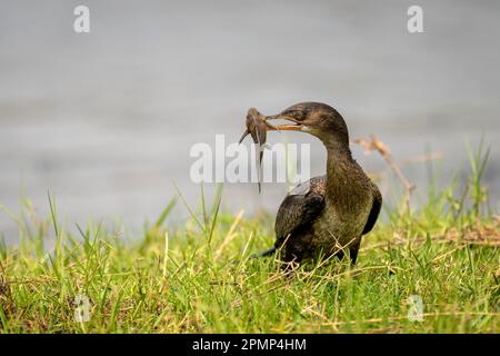 Schilfkormoran (Microcarbo africanus) am grasbewachsenen Uferufer hält Fische im Chobe National Park; Chobe, Botswana Stockfoto