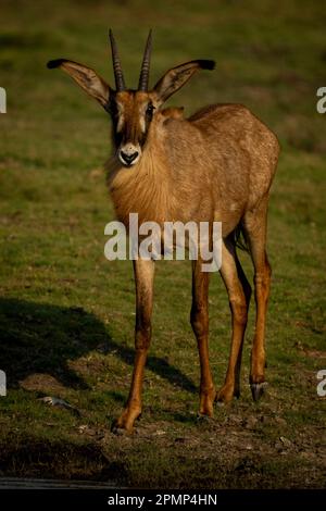 Roan Antilope (Hippotragus equinus) steht am Ufer und beobachtet die Kamera im Chobe National Park; Chobe, Botswana Stockfoto