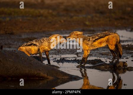 Zwei Schakale mit schwarzem Rücken (Lupulella mesomelas) stehen neben Giraffen-Tierkörper im Chobe-Nationalpark, Chobe, Botswana Stockfoto