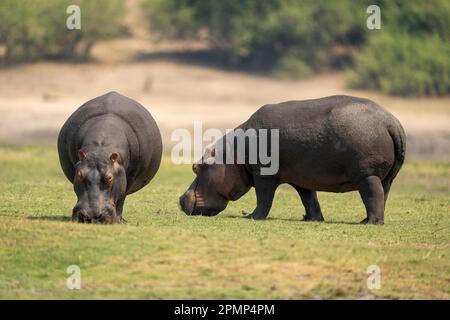 Zwei Flusspferde (Hippopotamus amphibius) weiden am Ufer in der Nähe von Bäumen im Chobe-Nationalpark; Chobe, Botswana Stockfoto