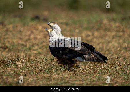 Zwei afrikanische Fischadler (Haliaeetus vocifer) spiegeln sich im Chobe-Nationalpark, Chobe, Botswana, gegenseitig Stockfoto