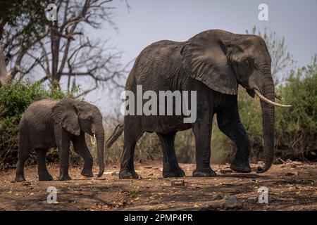 Zwei afrikanische Buschelefanten (Loxodonta africana) spazieren durch Büsche im Chobe Nationalpark; Chobe, Botswana Stockfoto