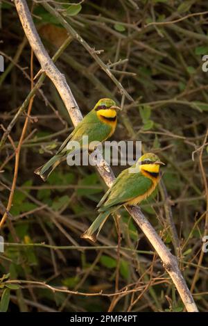 Zwei kleine Bienenfresser (Merops pusillus) schauen sich die Kamera von einem Zweig im Chobe National Park an; Chobe, Botswana Stockfoto