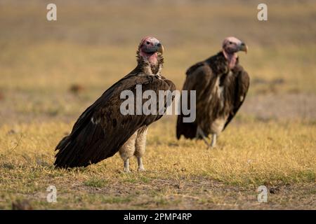 Zwei Scherbengeier (Gyps africanus) stehen auf kurzem Gras im Chobe-Nationalpark, Chobe, Botswana Stockfoto