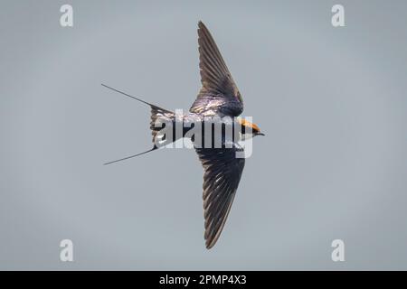 Die Schwalbe (Hirundo smithii) gleitet durch den perfekten blauen Himmel im Chobe Nationalpark; Chobe, Botswana Stockfoto