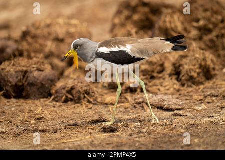 Der weiß gekrönte Lapwing (Vanellus albiceps) passiert Elefantendung bei Sonnenschein im Chobe National Park; Chobe, Botswana Stockfoto