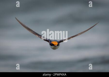 Die Schwalbe (Hirundo smithii) fliegt im Chobe-Nationalpark in Chobe, Botswana, in Richtung der Kamera Stockfoto
