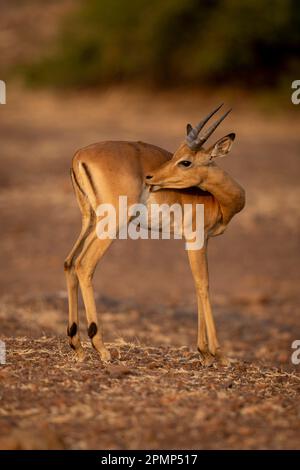 Junge männliche Gemeine Impala (Aepyceros melampus) leckt Wunde im Chobe National Park; Chobe, Botswana Stockfoto