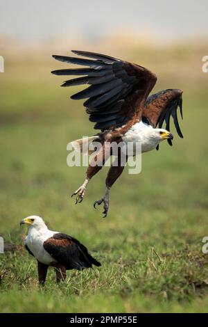 Afrikanischer Fischadler (Haliaeetus vocifer) startet neben einem anderen im Chobe-Nationalpark; Chobe, Botswana Stockfoto