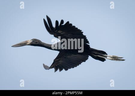 Afrikanischer Openbill (Anastomus lamelligerus) fliegt durch den perfekten blauen Himmel im Chobe Nationalpark; Chobe, Botswana Stockfoto