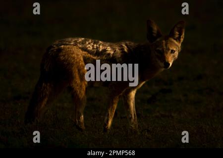 Der Schakal mit schwarzem Rücken (Lupulella mesomelas) steht im Chobe-Nationalpark in der Dunkelheit und sieht vor der Kamera zu. Chobe, Botsuana Stockfoto