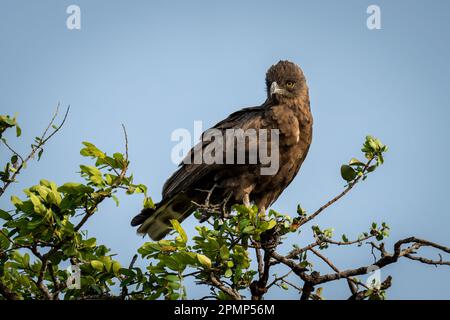 Der braune Schlangenadler (Circaetus cinereus) blickt von der Baumkrone im Chobe-Nationalpark, Chobe, Botswana Stockfoto