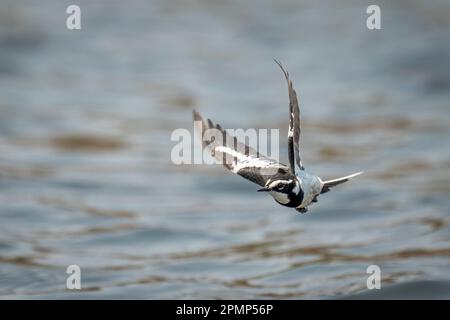 Afrikanischer Rattenbachtelschwanz (Motacilla Aguimp) überquert Flussflügel im Chobe-Nationalpark; Chobe, Botswana Stockfoto