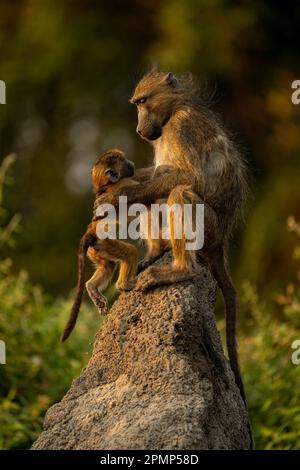 Der junge Chacma-Pavian (Papio ursinus) ist mit seiner Mutter auf einem Termitenhügel im Chobe-Nationalpark in Botswana zusammen Stockfoto