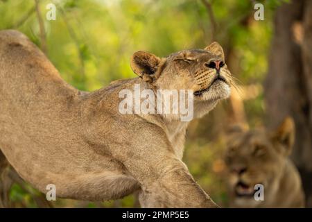 Nahaufnahme der Löwin (Panthera leo), die sich mit geschlossenen Augen im Chobe National Park ausdehnt; Chobe, Botswana Stockfoto
