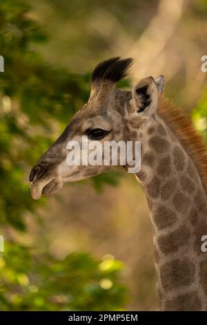 Nahaufnahme der jungen Südstaaten-Giraffe (Giraffa giraffa angolensis) mit Kamera im Chobe-Nationalpark; Chobe, Botswana Stockfoto