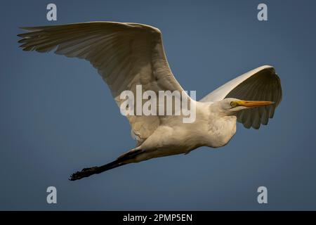 Der große Reiher (Ardea alba) fliegt bei Sonnenaufgang im Chobe-Nationalpark; Chobe, Botswana Stockfoto