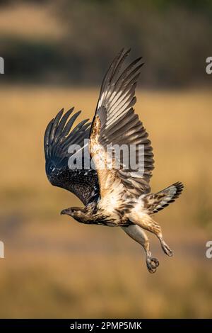 Junger afrikanischer Fischadler (Haliaeetus vocifer) fliegt im Chobe-Nationalpark in Chobe, Botswana Stockfoto