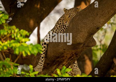 Leopard (Panthera pardus) liegt im Chobe-Nationalpark, Chobe, Botswana, während er einen Zweig des Baumes übereinander zieht Stockfoto