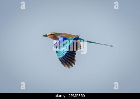 Fliederbrust (Coracias caudatus) fliegt unter blauem Himmel im Chobe-Nationalpark, Chobe, Botswana Stockfoto