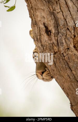 Leopard (Panthera pardus) blickt hinter dem Baumstamm im Chobe National Park, Chobe, Botswana Stockfoto