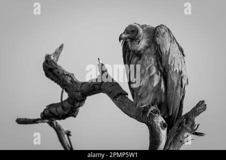 Schwarzweiß-Geier (Gyps africanus) mit Einfallslicht im Baum im Chobe-Nationalpark; Chobe, Botswana Stockfoto