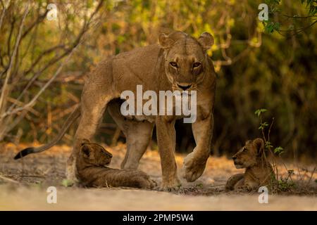 Die Löwin (Panthera leo) wandert im Chobe-Nationalpark an zwei Jungen in Büschen vorbei; Chobe, Botsuana Stockfoto
