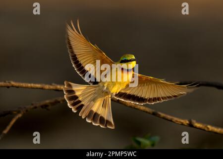 Der kleine Bienenfresser (Merops Pusillus) verteilt Flügel beim Start im Chobe-Nationalpark; Chobe, Botsuana Stockfoto