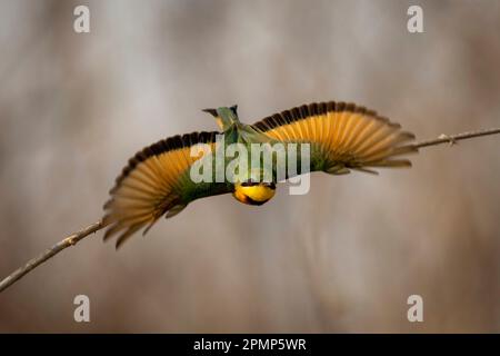 Der kleine Bienenfresser (Merops pusillus) fliegt von einem Zweig in Richtung Kamera im Chobe-Nationalpark; Chobe, Botswana Stockfoto