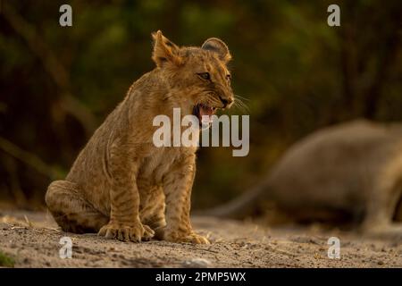 Löwenjunge (Panthera leo) sitzt auf sandigem Boden im Chobe National Park; Chobe, Botswana Stockfoto