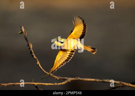 Kleiner Bienenfresser (Merops-Pusillus) mit Fliegen im Chobe-Nationalpark; Chobe, Botsuana Stockfoto