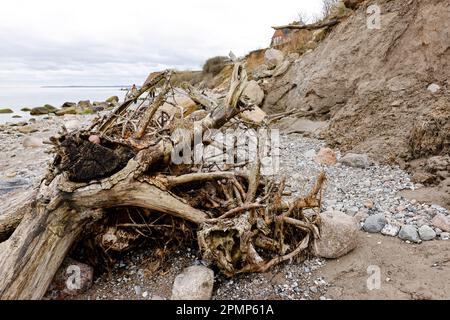 PRODUKTION - 13. April 2023, Schleswig-Holstein, Travemünde: Ein entwurzelter Baum liegt am Strand der Brodtener-Steilküste. (Zu dpa: Abrisskante rückt näher - Haus Seeblick steht fest über der Ostsee) Foto: Frank Molter/dpa Stockfoto