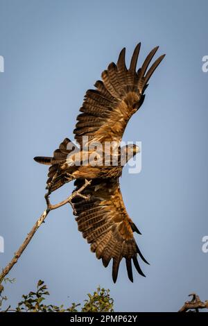 Tawny Eagle (Aquila rapax) startet von einem dünnen Zweig im Chobe National Park; Chobe, Botswana Stockfoto