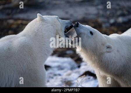 Zwei Eisbären (Ursus maritimus) zeigen sich gegenseitig in einer als „Kiefer“ bezeichneten Ausstellung, bei der sie Mund und Balken öffnen Stockfoto