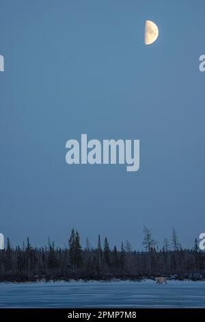 Eisbär (Ursus maritimus), der unter einem Halbmond auf einem gefrorenen See spaziert; Churchill, Manitoba, Kanada Stockfoto